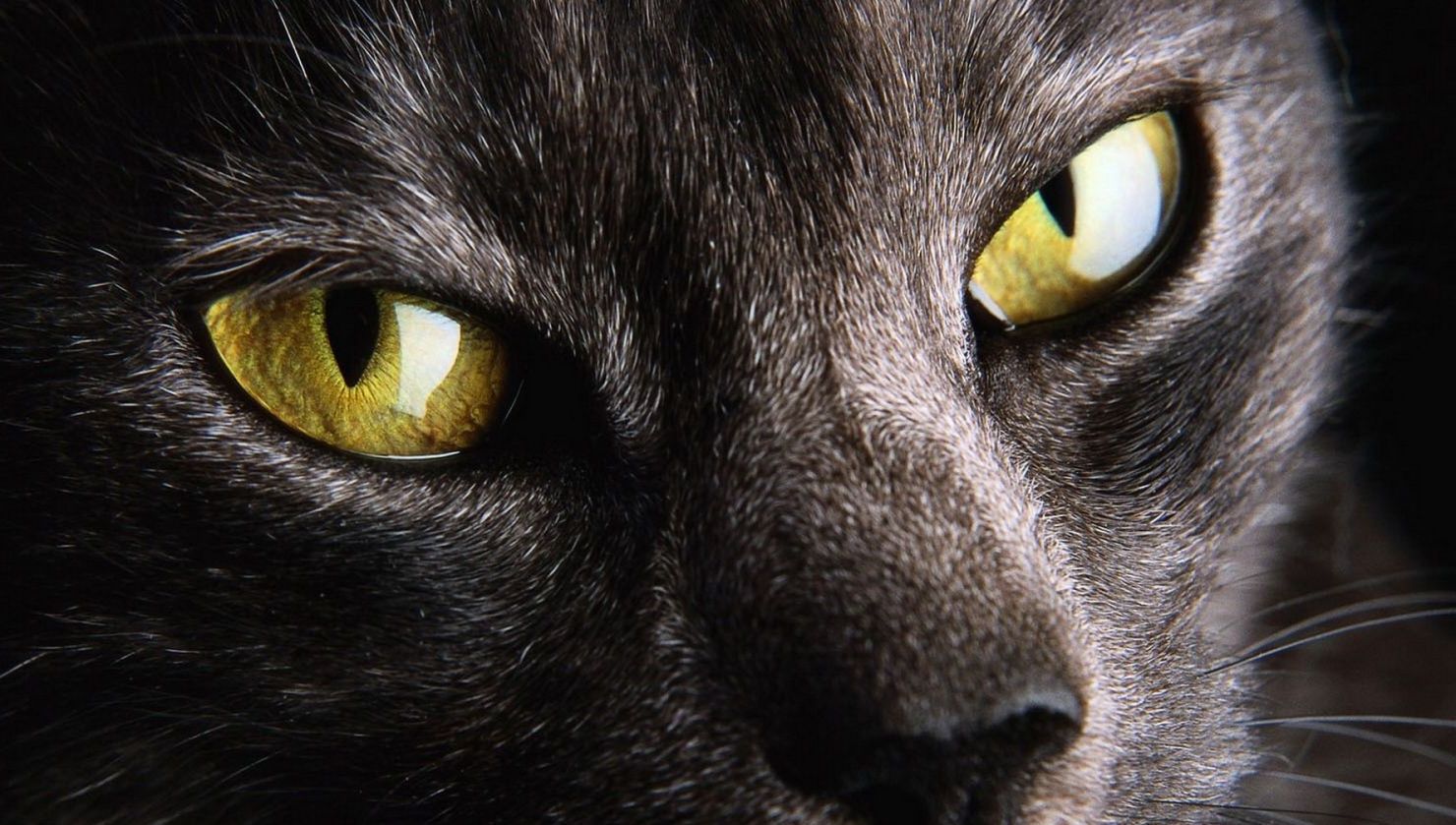 eyecat_02